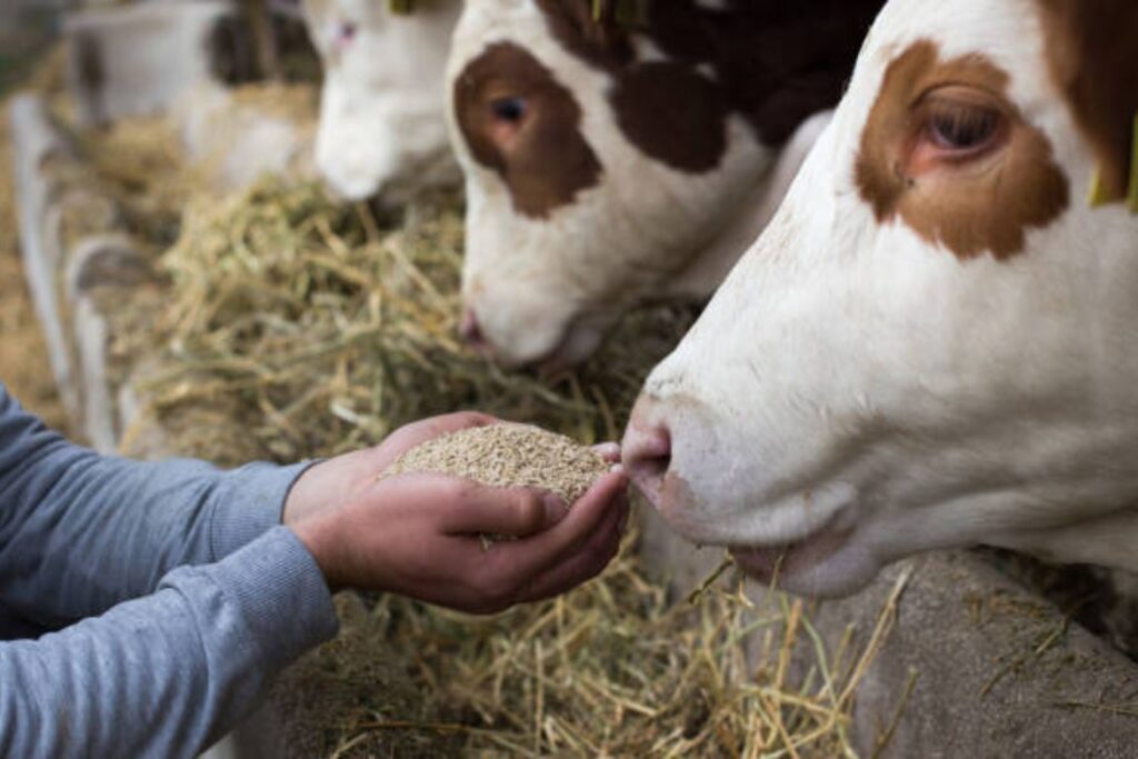 Methionine as a Feed Additive A Key to Animal Nutrition and Growth